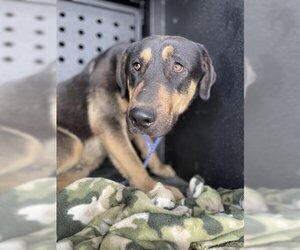 Shepweiller Dogs for adoption in Hanford, CA, USA