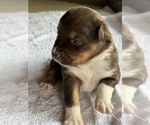 Small Photo #13 Australian Shepherd-Miniature Australian Shepherd Mix Puppy For Sale in PETERSBURG, IL, USA