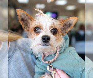 Patootie - Female Chihuahua-Unknown Mix Dog for Adoption