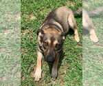 Small #2 German Shepherd Dog Mix