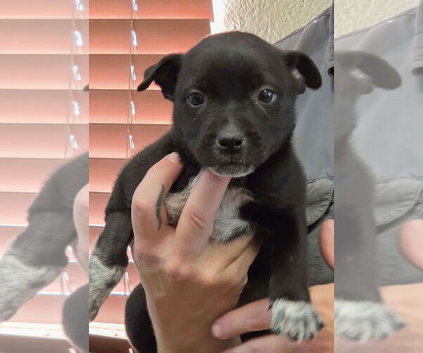 Medium Photo #1 Labrador Retriever-Unknown Mix Puppy For Sale in Amarillo, TX, USA