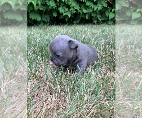 Medium Photo #4 French Bulldog Puppy For Sale in WARSAW, IN, USA