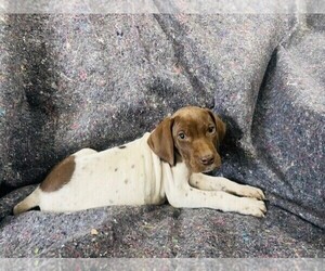German Shorthaired Pointer Puppy for sale in COLORADO SPGS, CO, USA