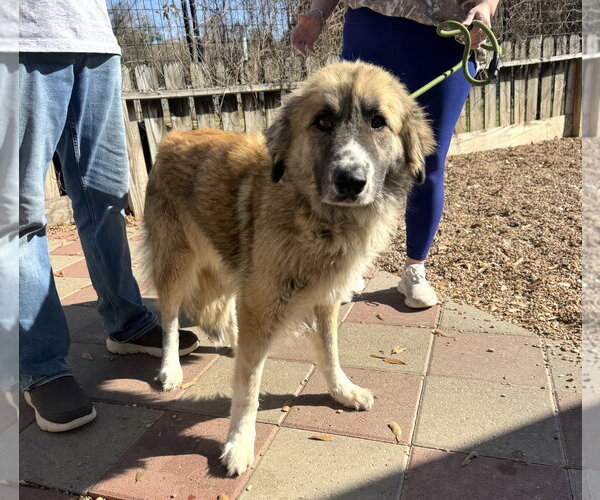 Medium Photo #12 Anatolian Shepherd-Unknown Mix Puppy For Sale in Houston, TX, USA