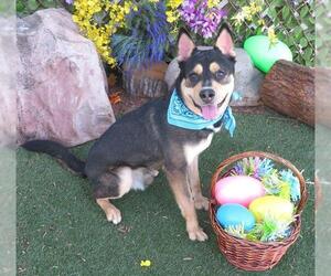 Siberian Husky-Unknown Mix Dogs for adoption in Oklahoma City, OK, USA