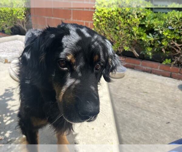 Medium Photo #5 Mutt Puppy For Sale in San Diego, CA, USA