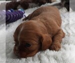 Puppy Puppy 2 Female Cavalier King Charles Spaniel