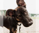 Small #28 American Pit Bull Terrier-German Shepherd Dog Mix