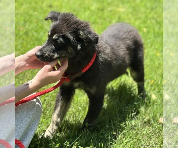 Medium Photo #3 Huskies -Unknown Mix Puppy For Sale in Yardley, PA, USA