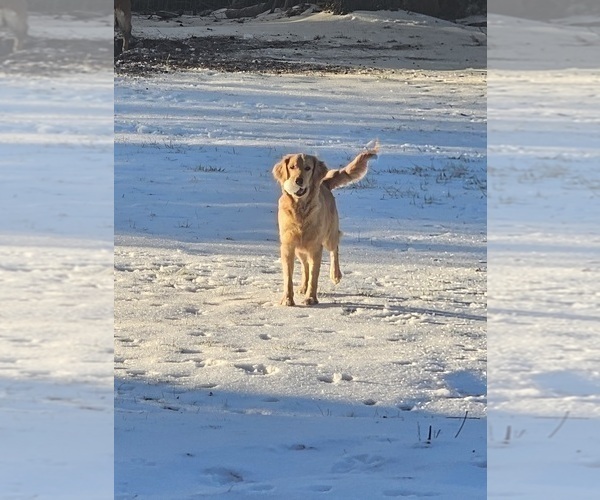 Medium Photo #1 Golden Retriever Puppy For Sale in SALISBURY, NC, USA