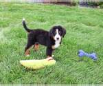 Small #6 Bernese Mountain Dog