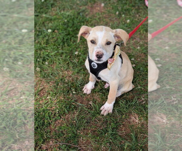 Medium Photo #9 Labbe Puppy For Sale in garner, NC, USA