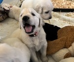 Small #7 English Cream Golden Retriever