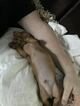 Small Photo #3 Dachshund Puppy For Sale in CORNELIUS, OR, USA