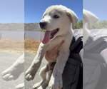 Small #3 Great Pyrenees
