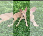 Small #2 Chihuahua Mix