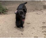 Small #1 Labrador Retriever Mix