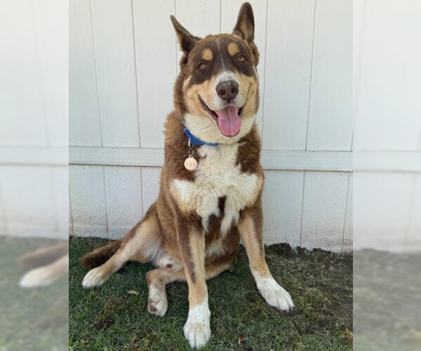 Medium Photo #1 Siberian Husky Puppy For Sale in Bakersfield, CA, USA