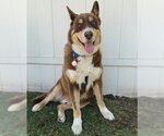 Small Siberian Husky