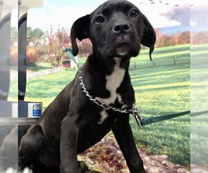 Mutt Dogs for adoption in Moreno Valley, CA, USA