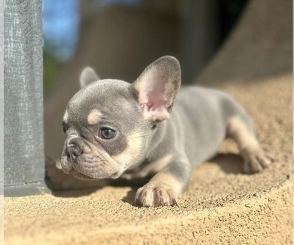 Medium Photo #3 French Bulldog Puppy For Sale in PORTLAND, OR, USA