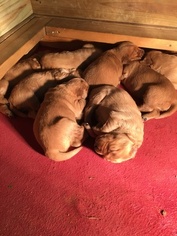 Golden Retriever Puppy for sale in PONTOTOC, MS, USA