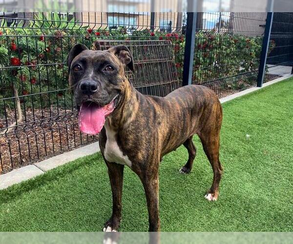 Medium Photo #2 Boxer Puppy For Sale in Orange, CA, USA