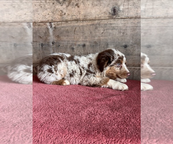 Medium Photo #16 Australian Shepherd Puppy For Sale in VERMONTVILLE, MI, USA