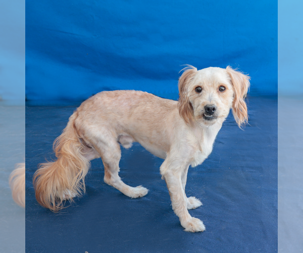 Medium Photo #2 Mutt Puppy For Sale in Pasadena, CA, USA