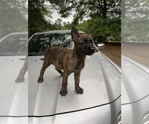 Dutch Shepherd Dog Puppy for sale in MCDONOUGH, GA, USA