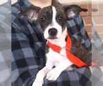Small #1 Mutt