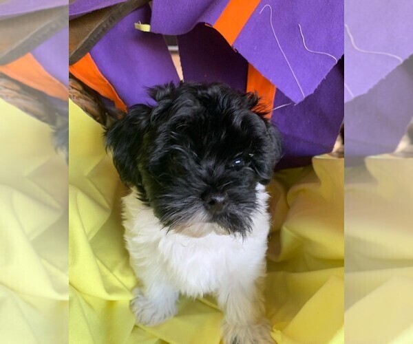 Medium Photo #7 Havanese Puppy For Sale in PHOENIX, AZ, USA