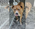 Small #2 American Pit Bull Terrier Mix