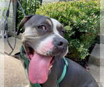 Small #3 American Bulldog Mix