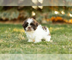 Small Photo #10 Shih Tzu Puppy For Sale in WARSAW, IN, USA