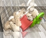 Small Photo #25 Goldendoodle Puppy For Sale in BATON ROUGE, LA, USA