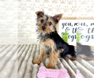 Yorkshire Terrier Puppy for sale in GREENFIELD, IN, USA