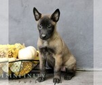 Raven - Female Belgian Malinois Puppy for Sale - Photo #4