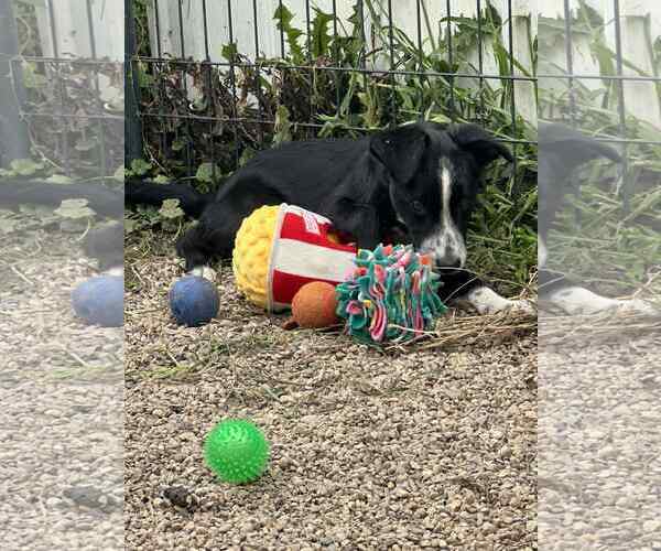 Medium Photo #2 Border-Aussie Puppy For Sale in Mukwonago, WI, USA