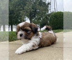Small Photo #3 Shih Tzu Puppy For Sale in ARCOLA, IL, USA