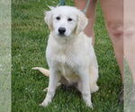 Small #1 Great Pyrenees