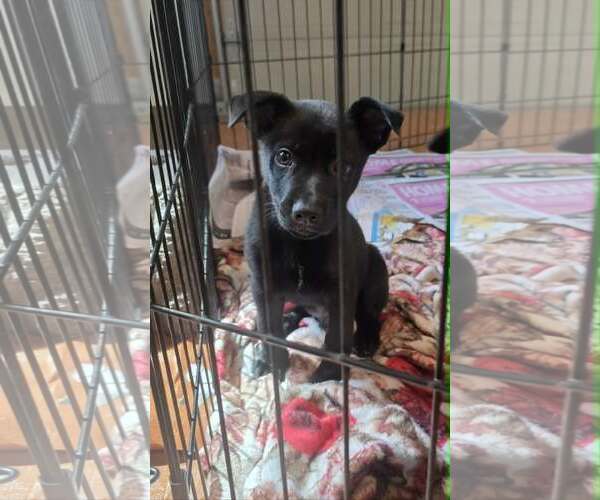 Medium Photo #1 Shepradors Puppy For Sale in SHERBURNE, NY, USA