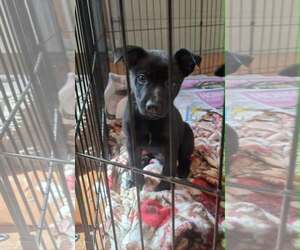 Shepradors Dogs for adoption in SHERBURNE, NY, USA