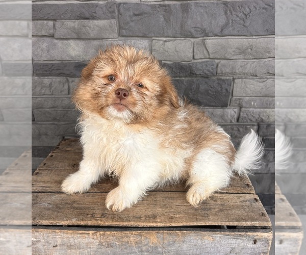 Medium Photo #4 Shiranian Puppy For Sale in MIDDLEBURY, IN, USA