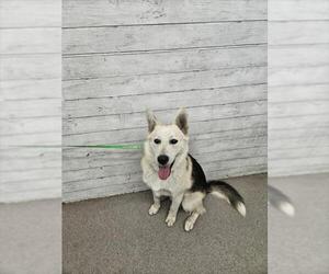 German Shepherd Dog-Siberian Husky Mix Dogs for adoption in San Bernardino, CA, USA