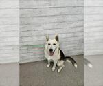 Small German Shepherd Dog-Siberian Husky Mix