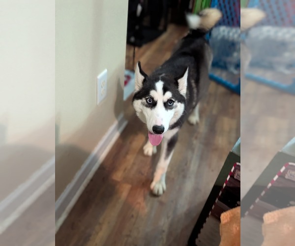 Medium Photo #12 Siberian Husky-Unknown Mix Puppy For Sale in Holly Springs, NC, USA