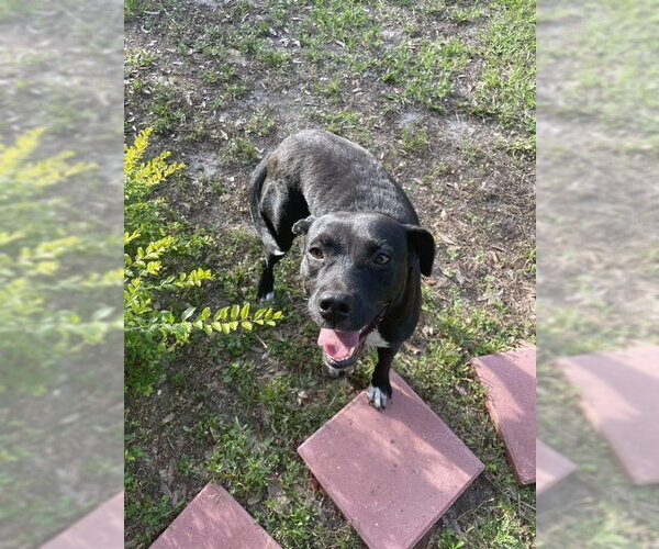 Medium Photo #2 Mutt Puppy For Sale in  Gainesville, FL, USA