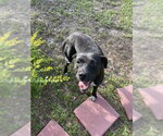 Small #1 Mutt