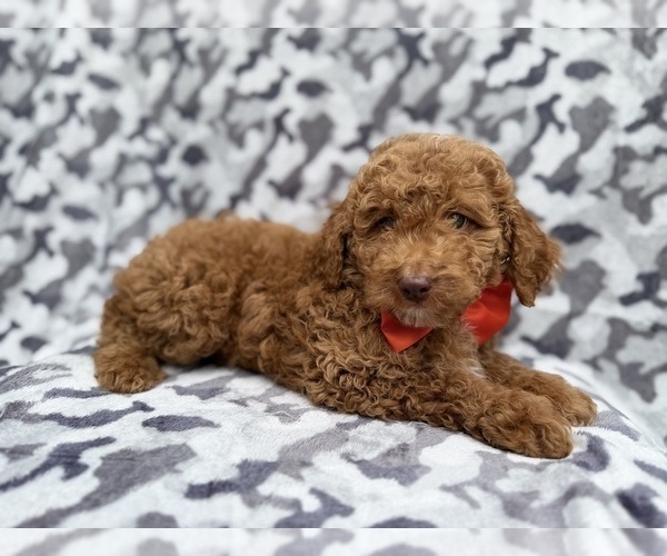 Medium Photo #8 Cock-A-Poo Puppy For Sale in LAKELAND, FL, USA